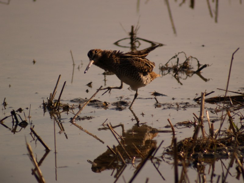 Beccaccino ubriaco, almeno sembra